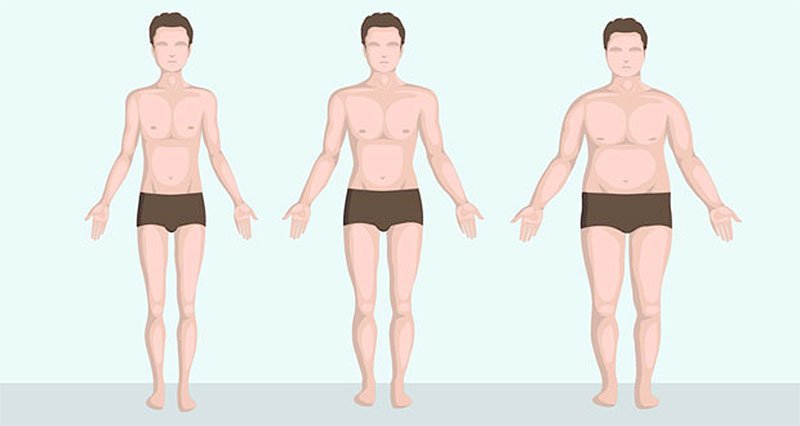 Somatotypes