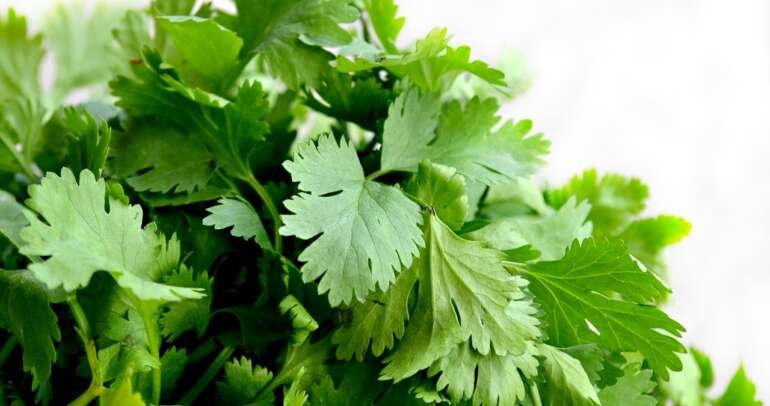 Coriander, a Nutritious Herb with Many Health Benefits