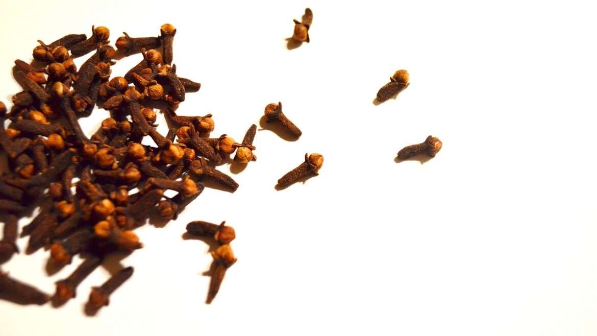 Cloves, a pungent spice with remarkable medicinal potential