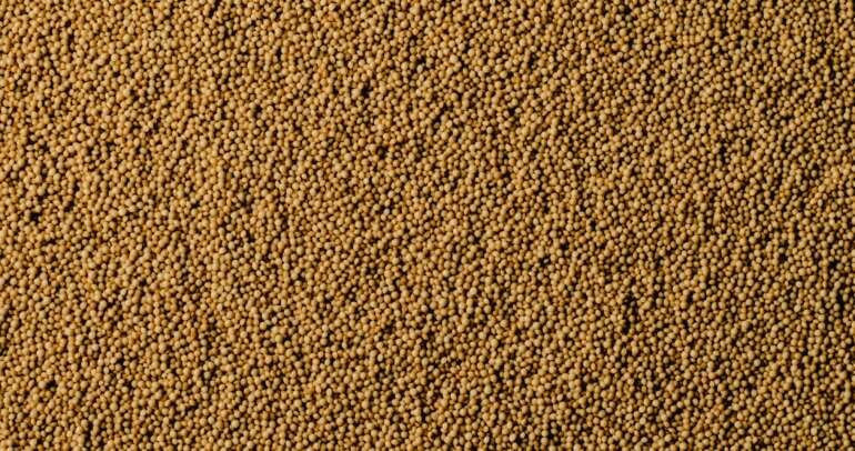 Amaranth, an ancient grain, is known for its high nutritional value