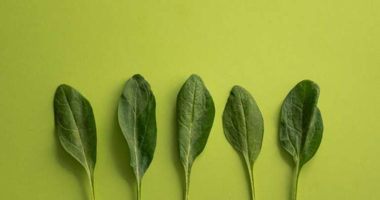 The Science Behind Spinach: Why It’s a Superfood