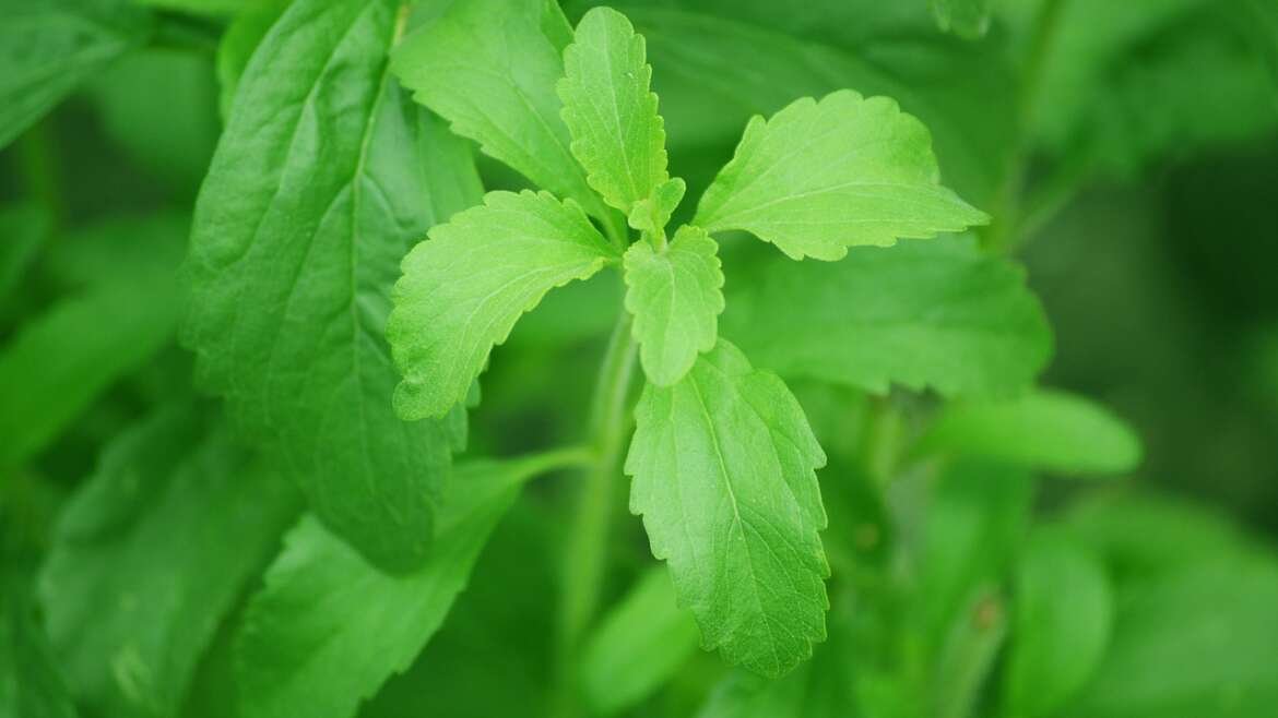 Stevia’s Natural and Low-Calorie Sweetness