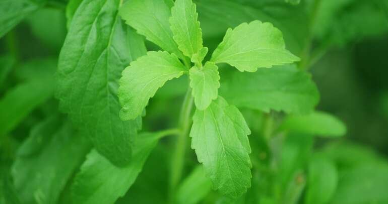 Stevia’s Natural and Low-Calorie Sweetness